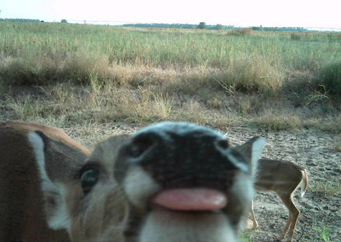 Любопытные фото лесных обитателей