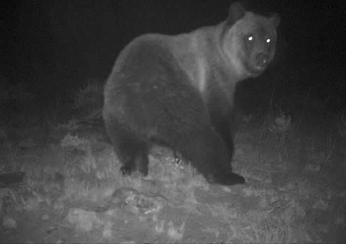 Любопытные фото лесных обитателей