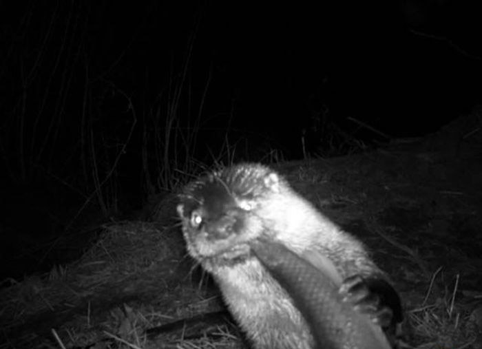 Любопытные фото лесных обитателей