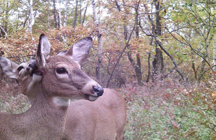Любопытные фото лесных обитателей