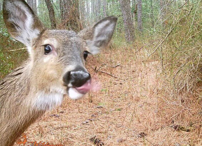 Любопытные фото лесных обитателей