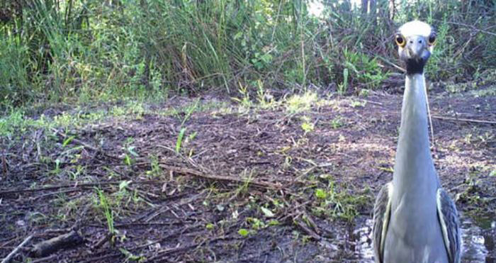 Любопытные фото лесных обитателей