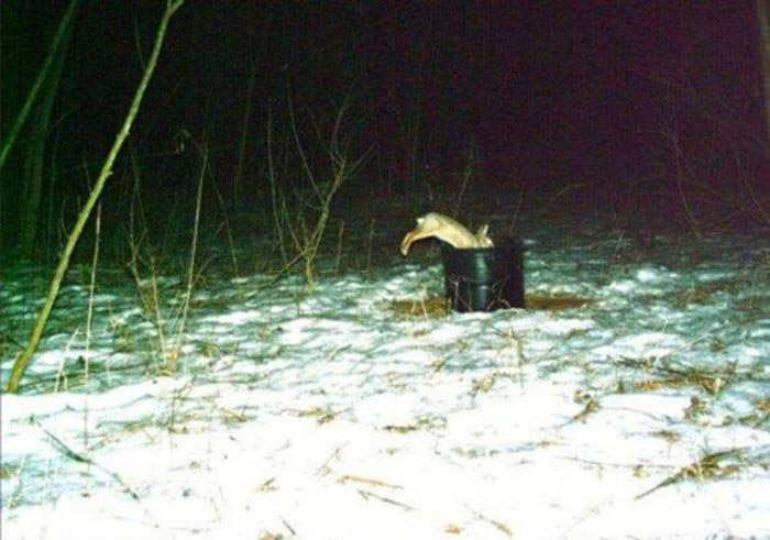 Любопытные фото лесных обитателей