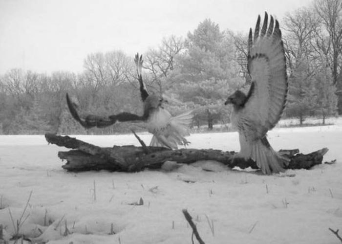 Любопытные фото лесных обитателей