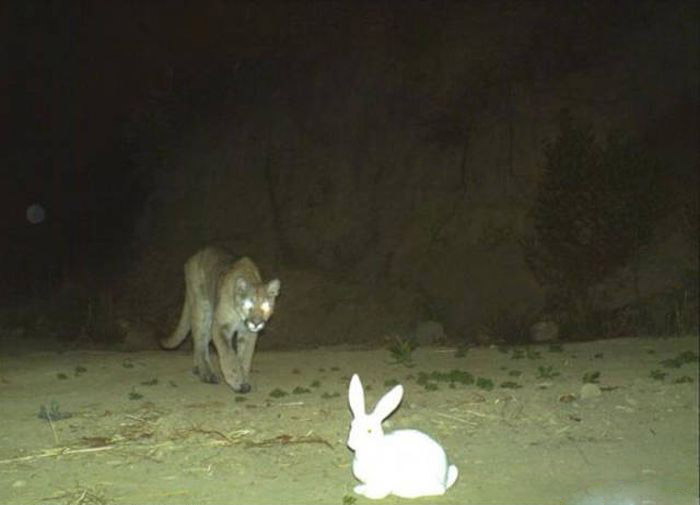 Любопытные фото лесных обитателей