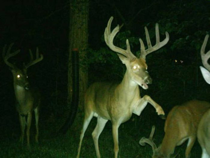 Любопытные фото лесных обитателей