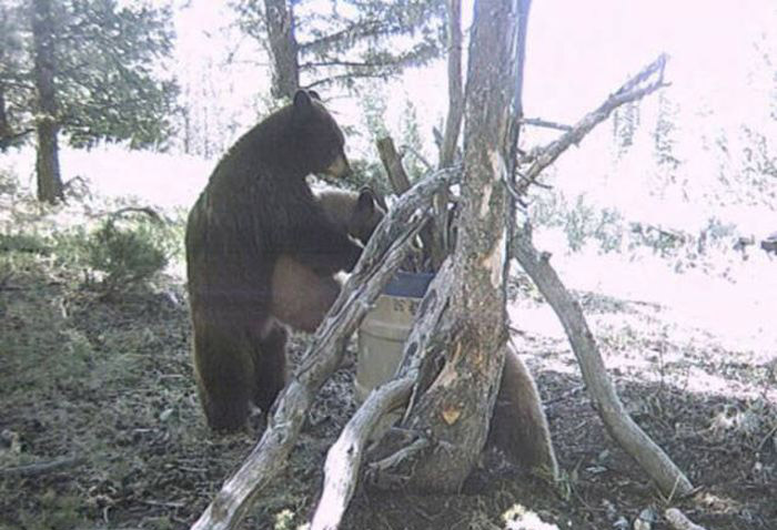 Любопытные фото лесных обитателей