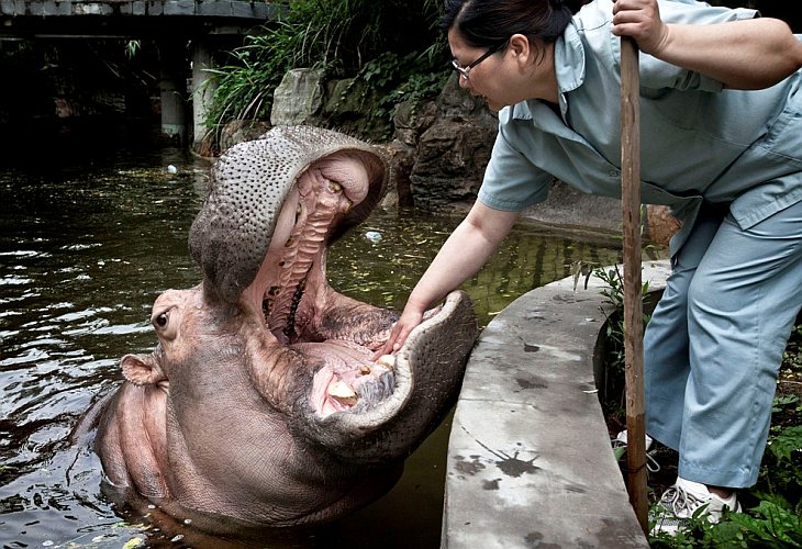 Как почистить зубы бегемоту