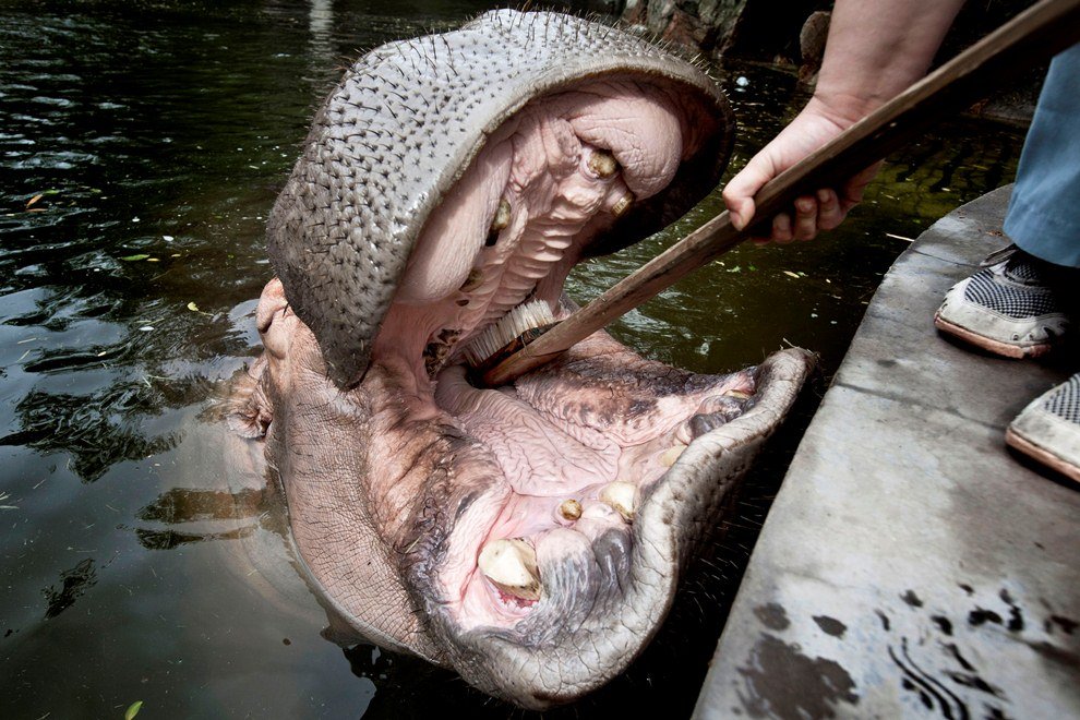 Как почистить зубы бегемоту