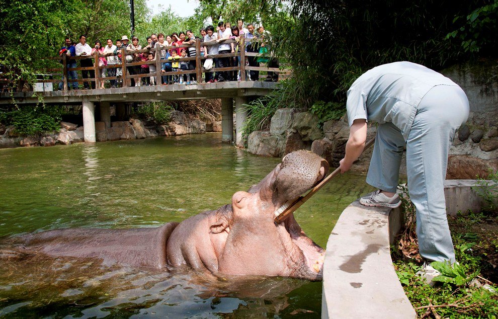 Как почистить зубы бегемоту