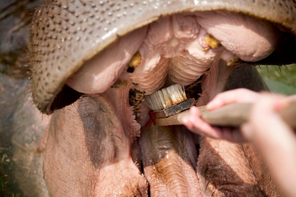 Как почистить зубы бегемоту