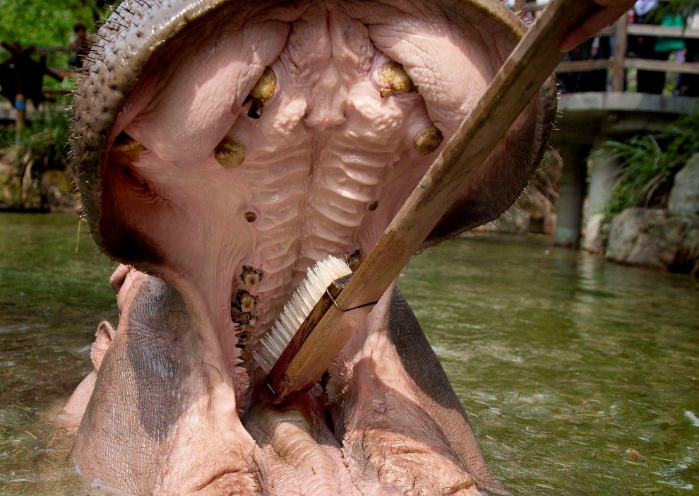 Как почистить зубы бегемоту