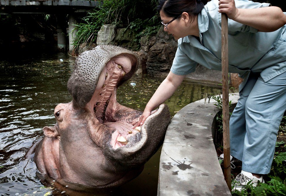 Как почистить зубы бегемоту