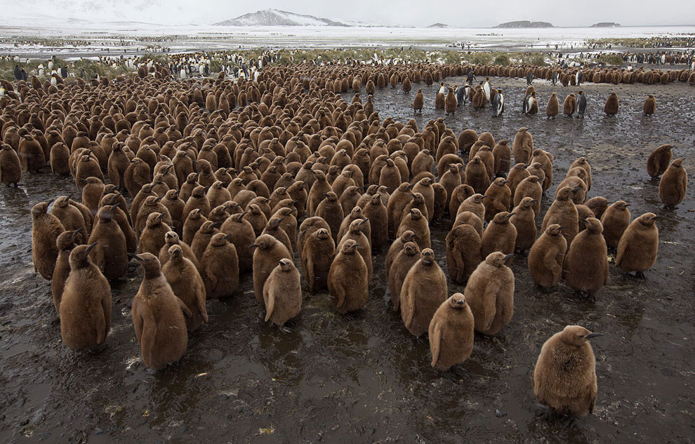 Пингвины в Антарктиде