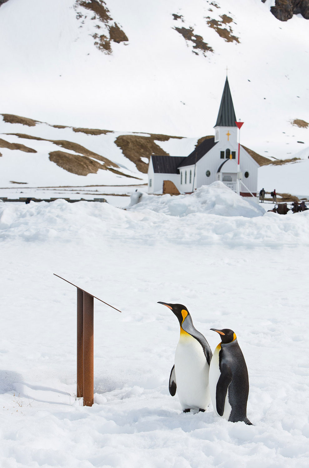Пингвины в Антарктиде