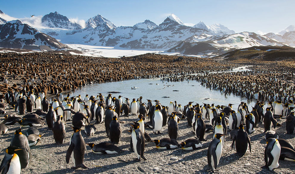 Пингвины в Антарктиде