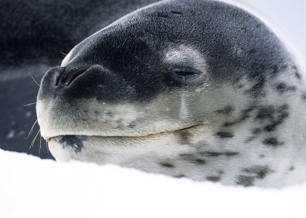 Пингвины в Антарктиде