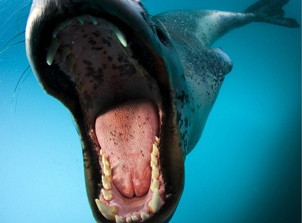 Пингвины в Антарктиде