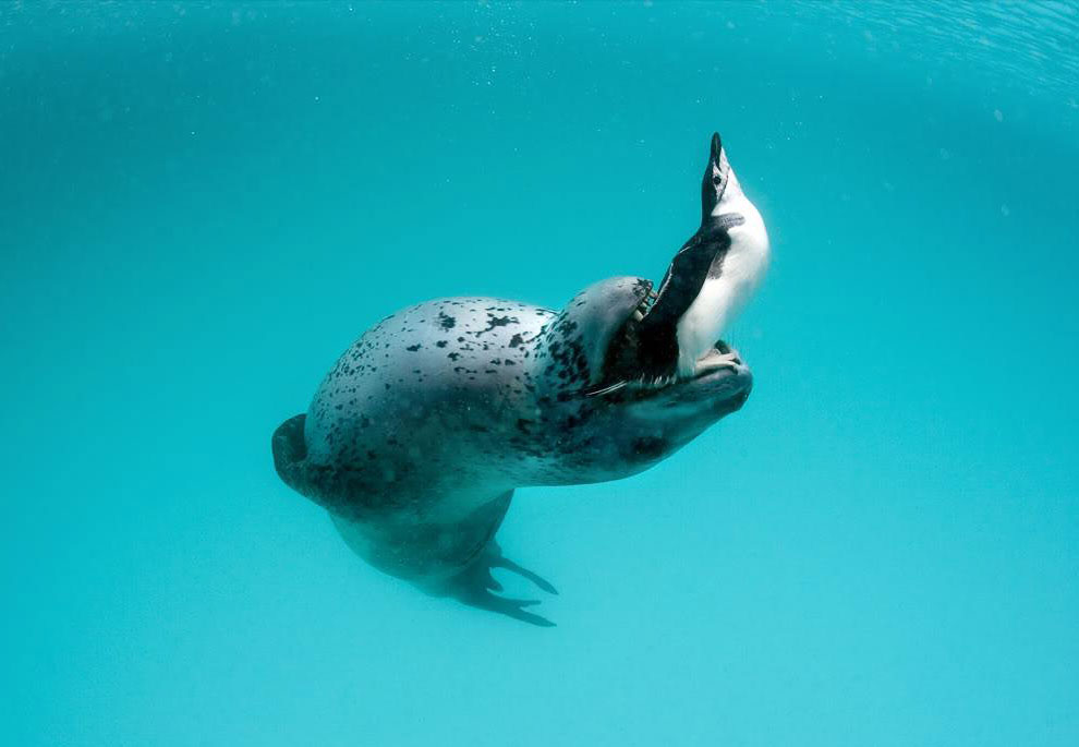 Пингвины в Антарктиде