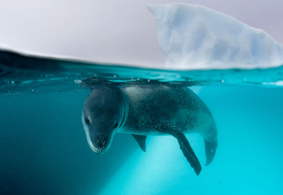 Пингвины в Антарктиде