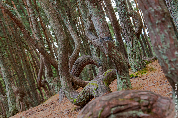 Танцующий лес Танцующий лес