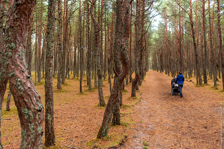 Танцующий лес Танцующий лес