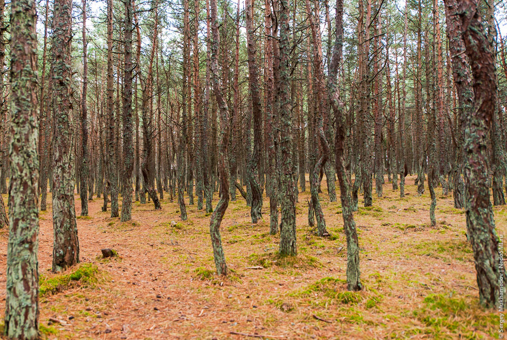 Танцующий лес Танцующий лес