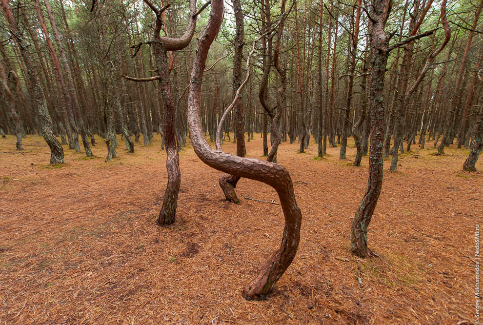 Танцующий лес Танцующий лес