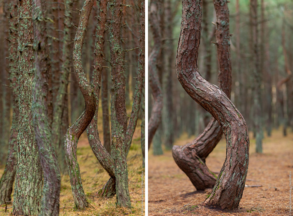 Танцующий лес Танцующий лес