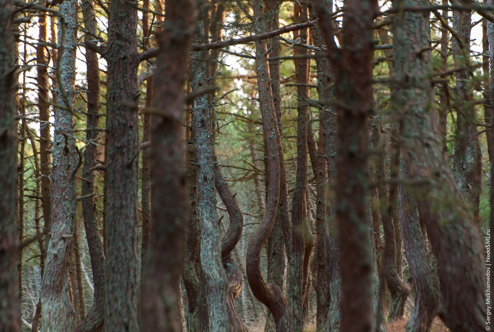 Танцующий лес Танцующий лес