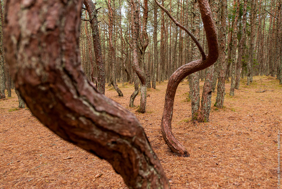 Танцующий лес Танцующий лес