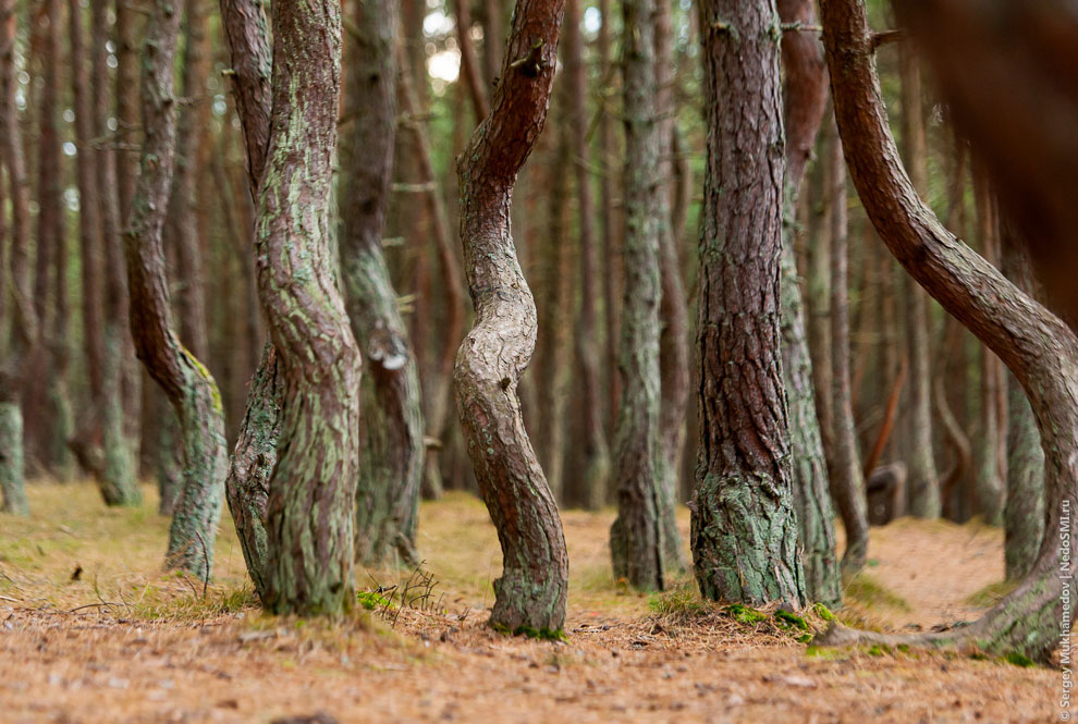 Танцующий лес Танцующий лес