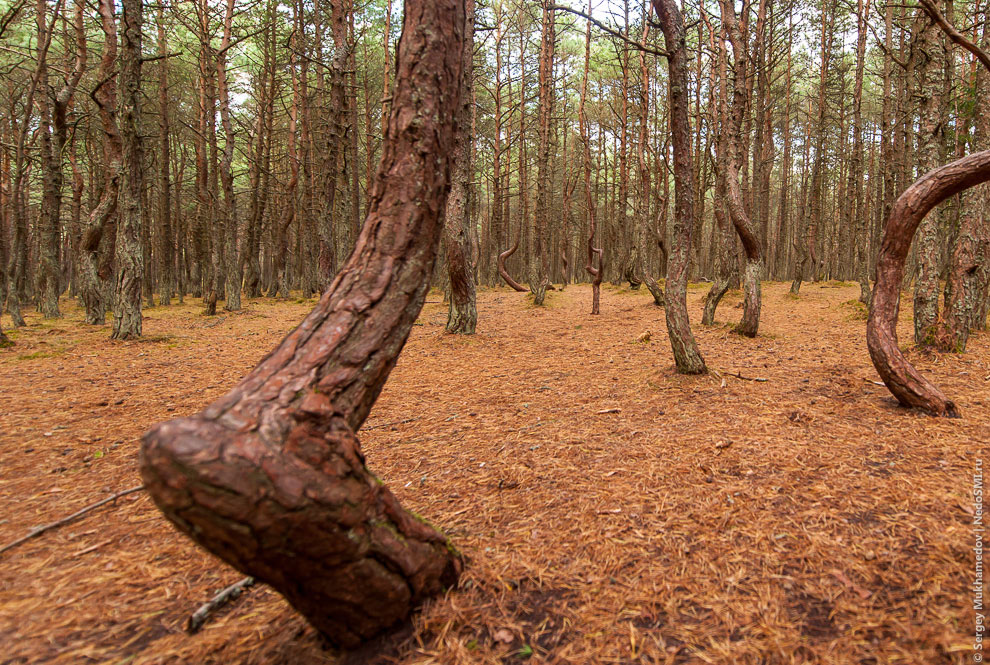 Танцующий лес Танцующий лес