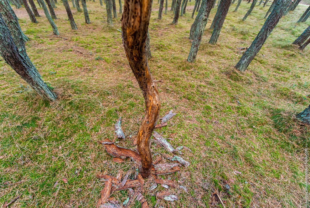 Танцующий лес Танцующий лес