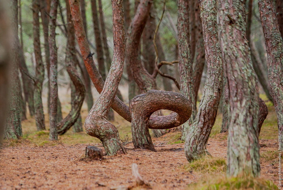 Танцующий лес Танцующий лес