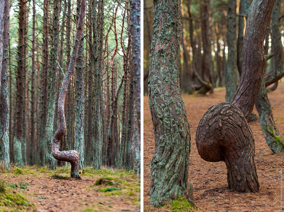 Танцующий лес Танцующий лес