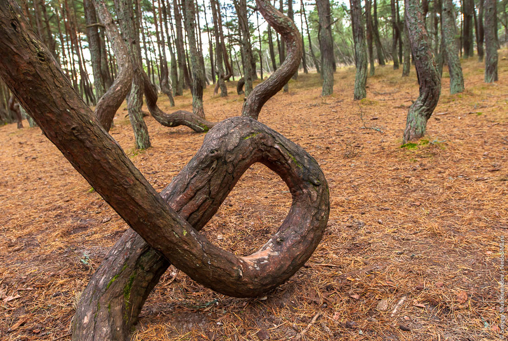Танцующий лес Танцующий лес