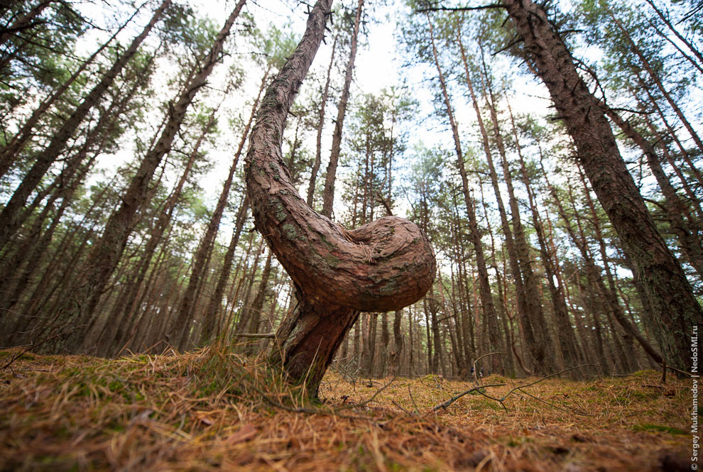 Танцующий лес Танцующий лес