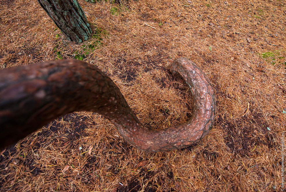 Танцующий лес Танцующий лес