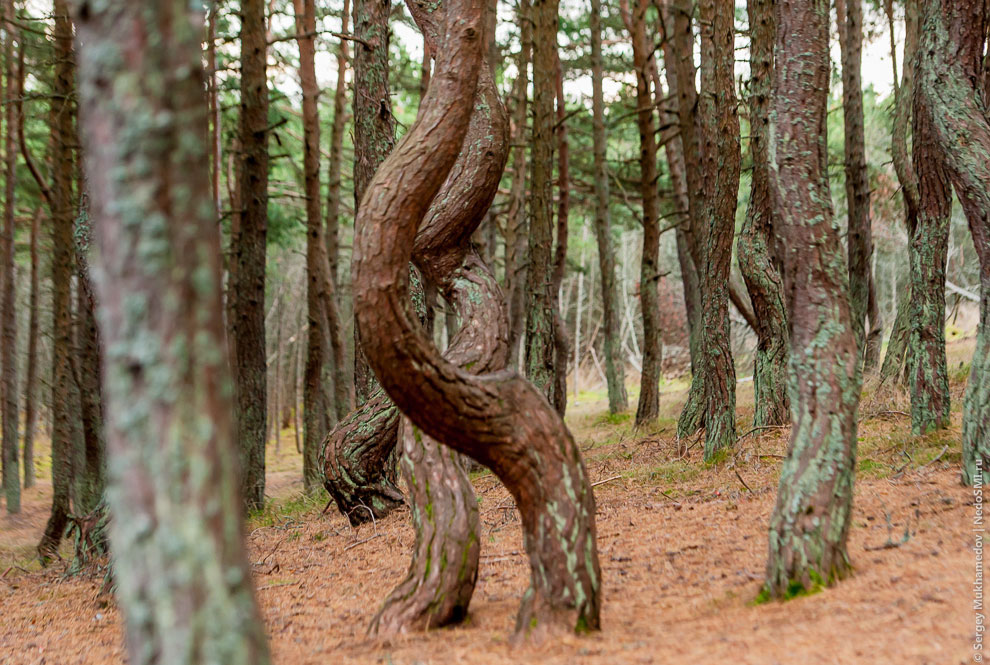 Танцующий лес Танцующий лес
