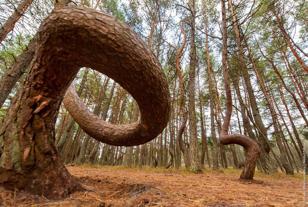 Танцующий лес Танцующий лес