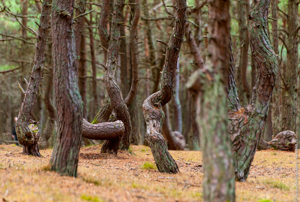 Танцующий лес Танцующий лес
