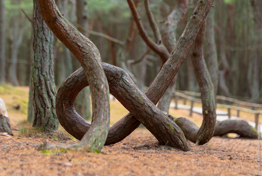 Танцующий лес Танцующий лес