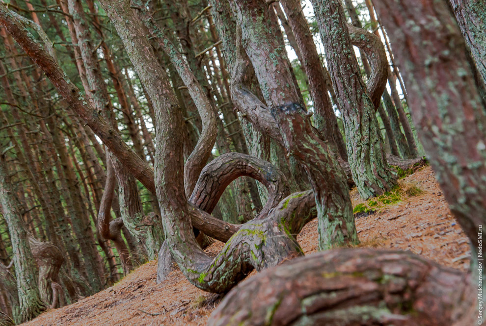 Танцующий лес Танцующий лес