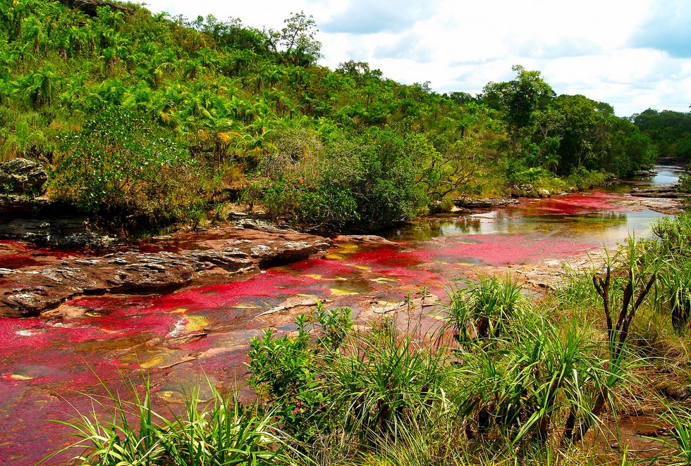 Каньо-Кристалес: самая красивая «жидкая радуга»