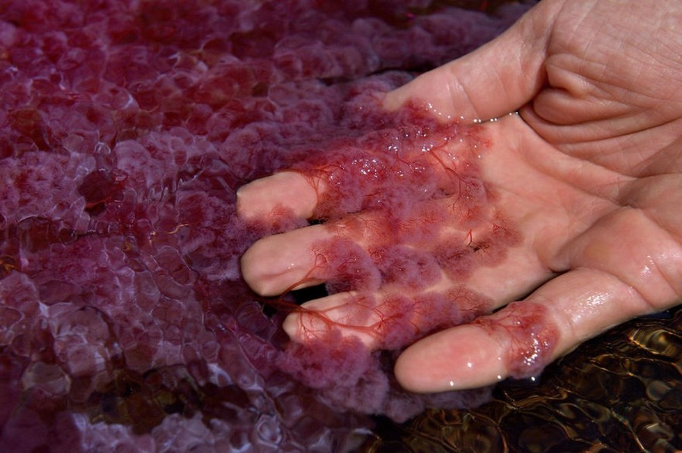 Каньо-Кристалес: самая красивая «жидкая радуга»