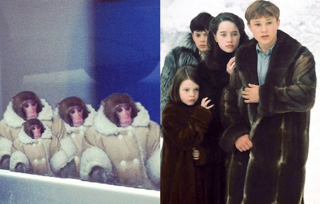 Потерявшейся обезьянке из ИКЕИ уже предлагают роли в кино