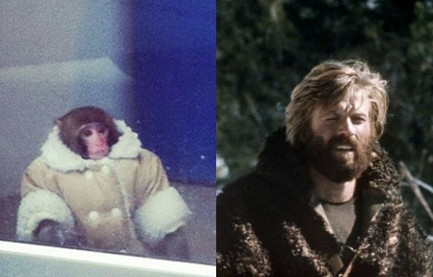 Потерявшейся обезьянке из ИКЕИ уже предлагают роли в кино