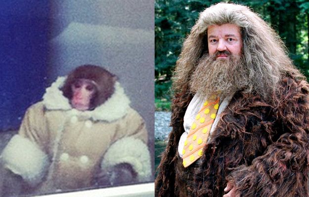 Потерявшейся обезьянке из ИКЕИ уже предлагают роли в кино