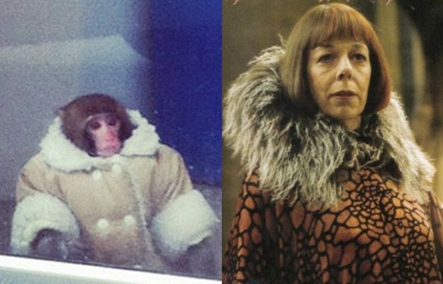 Потерявшейся обезьянке из ИКЕИ уже предлагают роли в кино